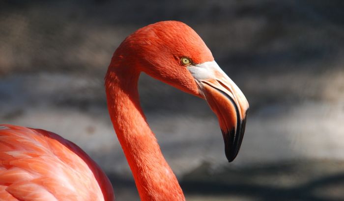 Tri dečaka na smrt kamenovala i pretukla flaminga u zoo vrtu Tri dečaka na smrt kamenovala i pretukla flaminga u zoo vrtu