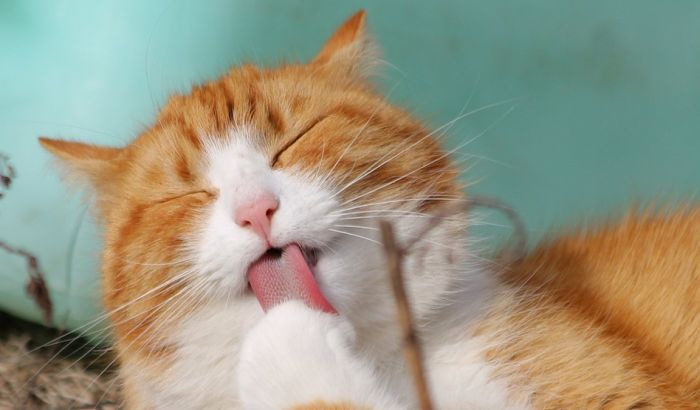 Pet najčešćih grešaka koje prave vlasnici mačaka Pet najčešćih grešaka koje prave vlasnici mačaka