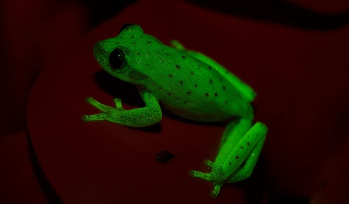 Slučajno otkrivena prva fluorescentna žaba Slučajno otkrivena prva fluorescentna žaba