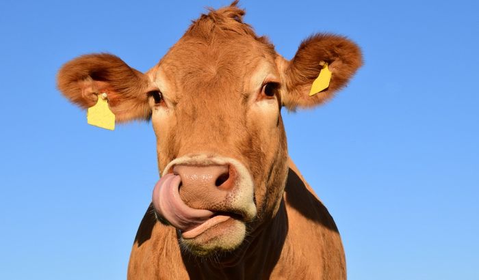 Ne žele veganki da daju pasoš Ne žele veganki da daju pasoš