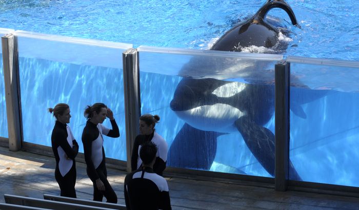 Uginuo Tilikum, orka koja je ubila svog trenera Uginuo Tilikum, orka koja je ubila svog trenera