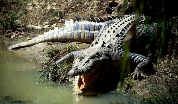 Krokodili pobegli iz Zoo vrta na Tajlandu Krokodili pobegli iz Zoo vrta na Tajlandu
