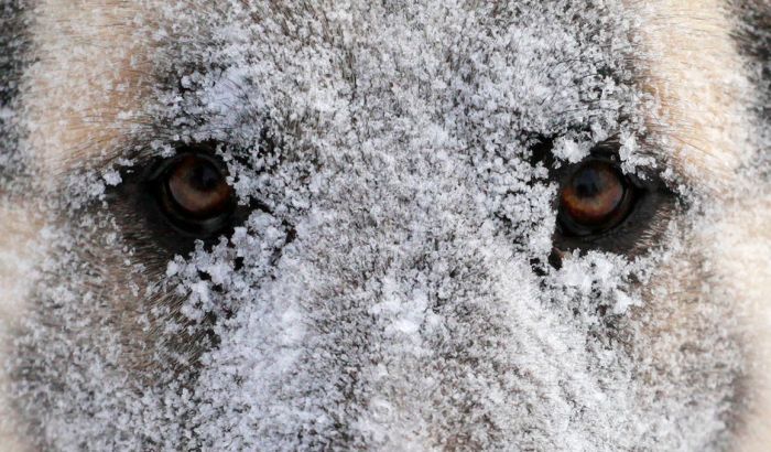 FOTO: Promrzlim kucama dozvolili da spavaju u tržnom centru i umotali ih u ćebad FOTO: Promrzlim kucama dozvolili da spavaju u tržnom centru i umotali ih u ćebad