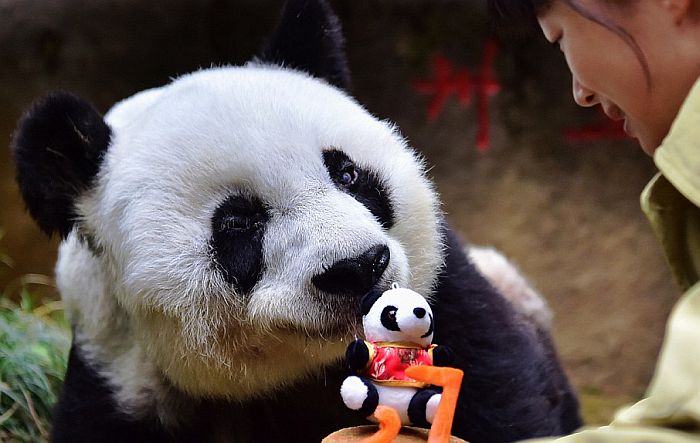 Uginula najstarija panda na svetu Uginula najstarija panda na svetu