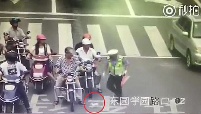 VIDEO: Policajac zaustavio saobraćaj da spasi mače VIDEO: Policajac zaustavio saobraćaj da spasi mače