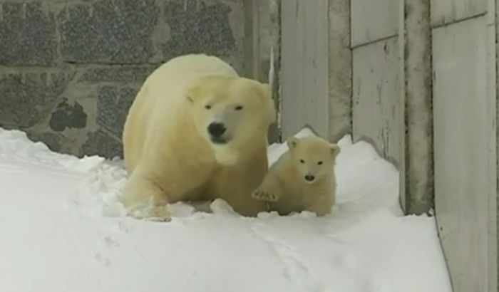 VIDEO: Prva šetnja polarnog medvedića VIDEO: Prva šetnja polarnog medvedića