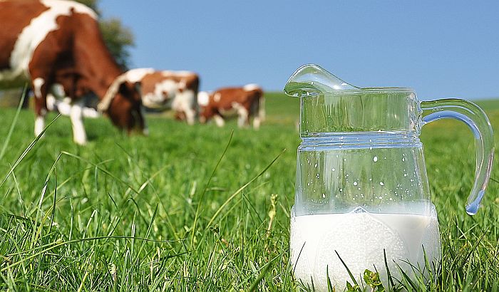 Domaći proizvođači mleka u nefer konkurenciji sa evropskim farmerima Domaći proizvođači mleka u nefer konkurenciji sa evropskim farmerima