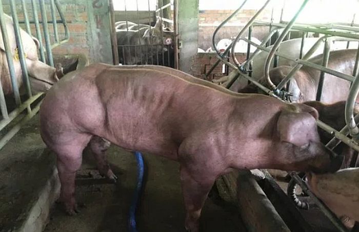 FOTO: GMO svinje iz Kambodže kao Hulk FOTO: GMO svinje iz Kambodže kao Hulk