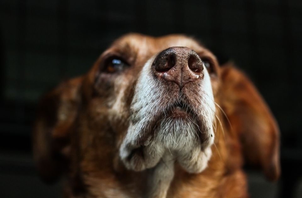 Ekološki front: Mnogi zarađuju na napuštenim psima i mačkama, Uprava za veterinu svega svesna