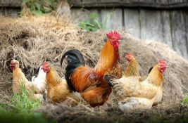 Sanitarne vlasti u SAD: Nemojte ljubiti i maziti svoje kokoške