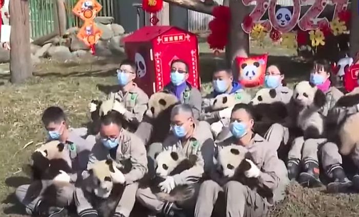 VIDEO: Predstavljeno deset mladunaca pandi povodom Lunarne nove godine