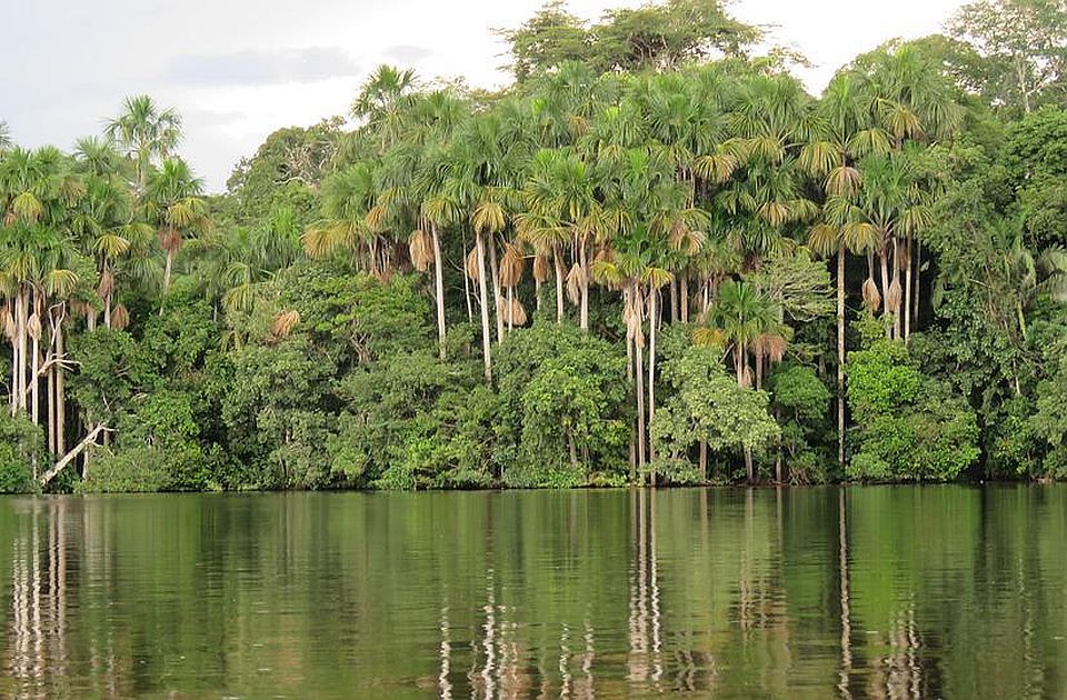 Udvostručen broj požara u Amazoniji
