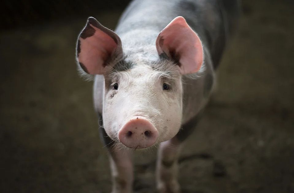Crna Gora zabranila uvoz svinja iz dela Srbije