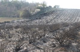 FOTO, VIDEO: Pogledajte šta je ostalo od polja lavande u Bukovcu nakon požara - pustoš za 