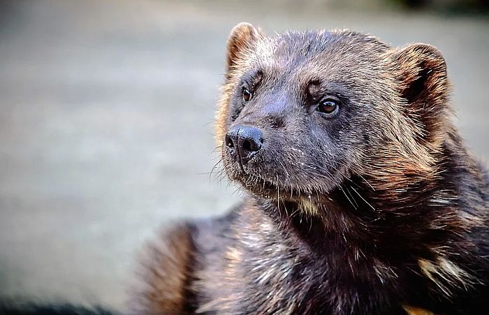 I Irska planira da ubije svoje kune u uzgoju zbog moguće mutacije korone