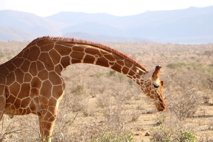 Žirafa ubila snimatelja u rezervatu