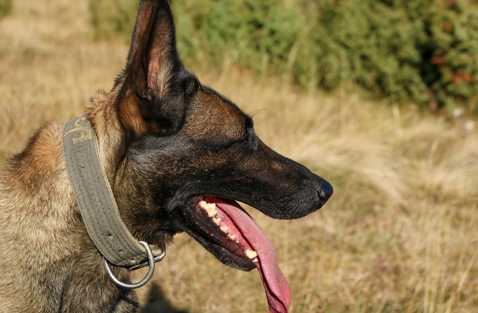 Četvorogodišnje dete sa težim povredama nakon napada pasa, komšije mesecima upozoravale nadležne