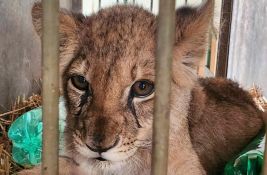 Mladunče lava u lošem stanju u Zoo vrtu na Paliću