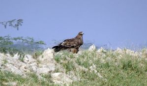 Petnaest vrsta ptica iščezlo iz Srbije, za još nekoliko opstanak neizvestan