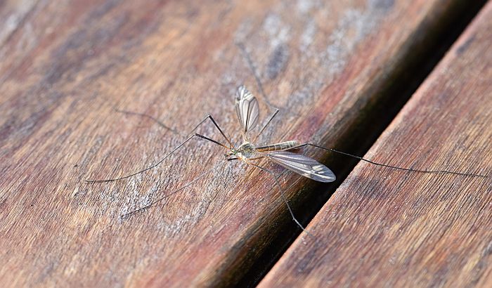 Komarci koji prenose virus zapadnog Nila otkriveni u Pančevu