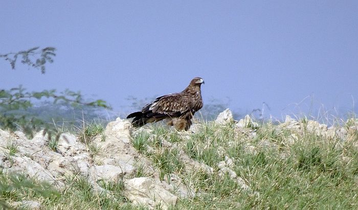 Petnaest vrsta ptica iščezlo iz Srbije, za još nekoliko opstanak neizvestan