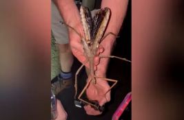 VIDEO: U Australiji otkriven najteži insekt ikad pronađen na Zemlji