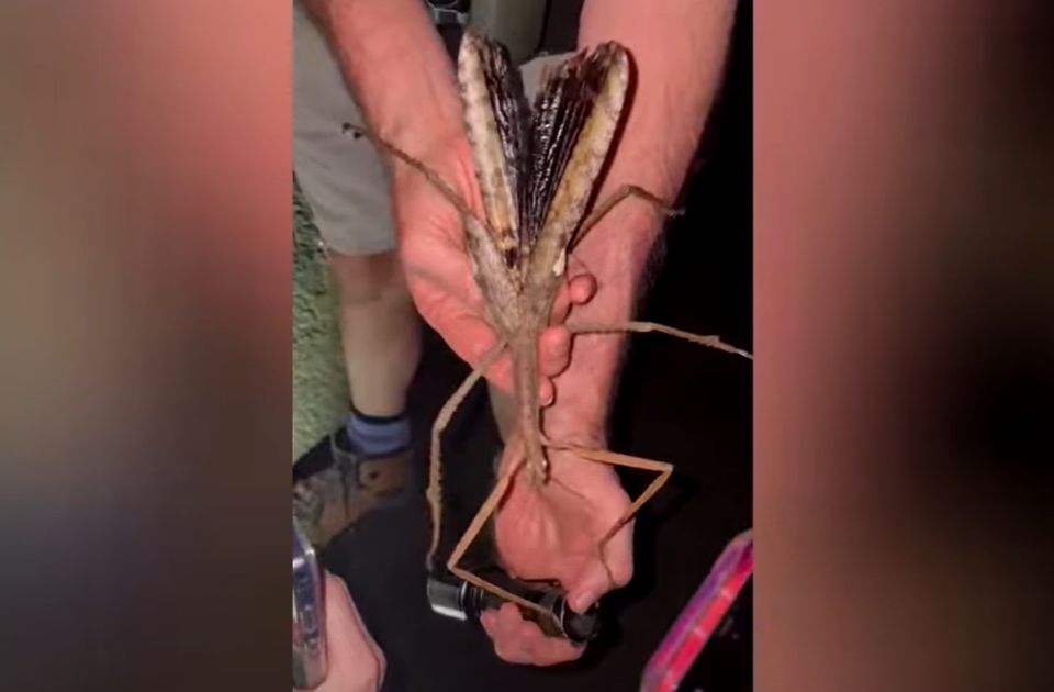 VIDEO: U Australiji otkriven najteži insekt ikad pronađen na Zemlji VIDEO: U Australiji otkriven najteži insekt ikad pronađen na Zemlji