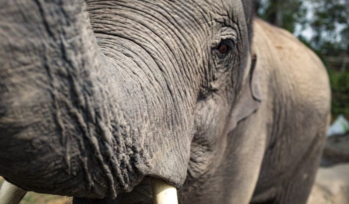 Uginulo više od 350 slonova u Bocvani