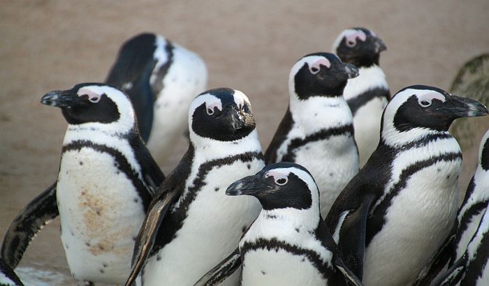 Beogradski Zoo vrt dobija pingvinarijum