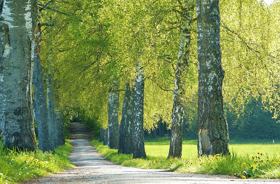 Vrućine smanjile koncentraciju polena u vazduhu Vrućine smanjile koncentraciju polena u vazduhu