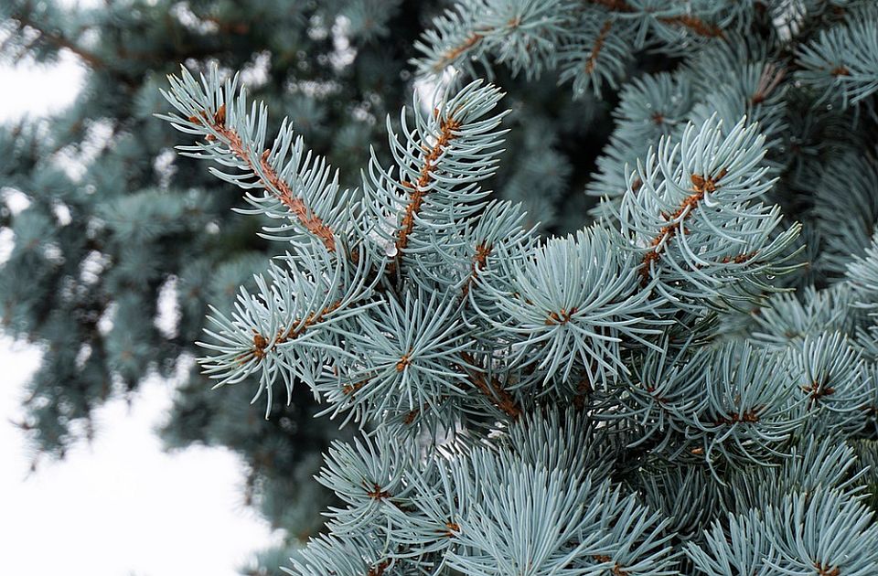 Jelku sa busenom Gradskog zelenila možete kupiti na četiri lokacije u Novom Sadu