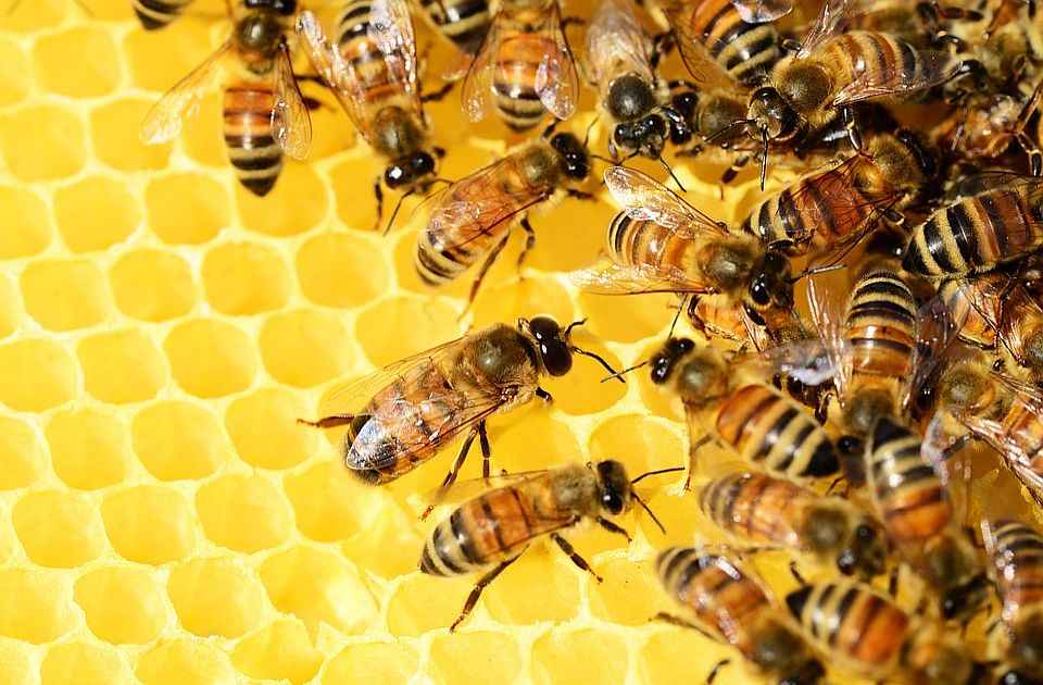 Pčelarstvo u Sloveniji dobija status svetske baštine