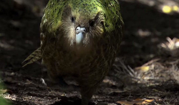VIDEO: Zbog infekcije je ostalo još oko 200 jedinki retke vrste papagaja