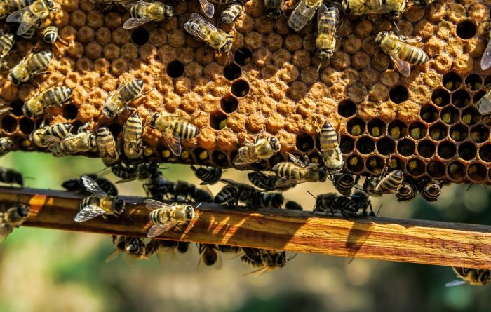 Bačko Novo Selo: Sve više apikomora - klinika korisnih i za pčele i za ljude