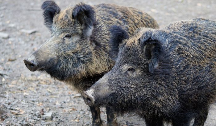 Krdo divljih svinja protutnjalo selom kod Kanjiže
