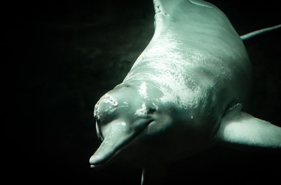 Delfin Oliver snimljen pod morem u Hrvatskoj: Stručnjaci upozoravaju da mu se kupači ne približavaju 