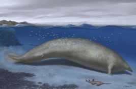 FOTO: Drevni kit pronađen u Peruu možda najteža životinja koja je postojala na Zemlji