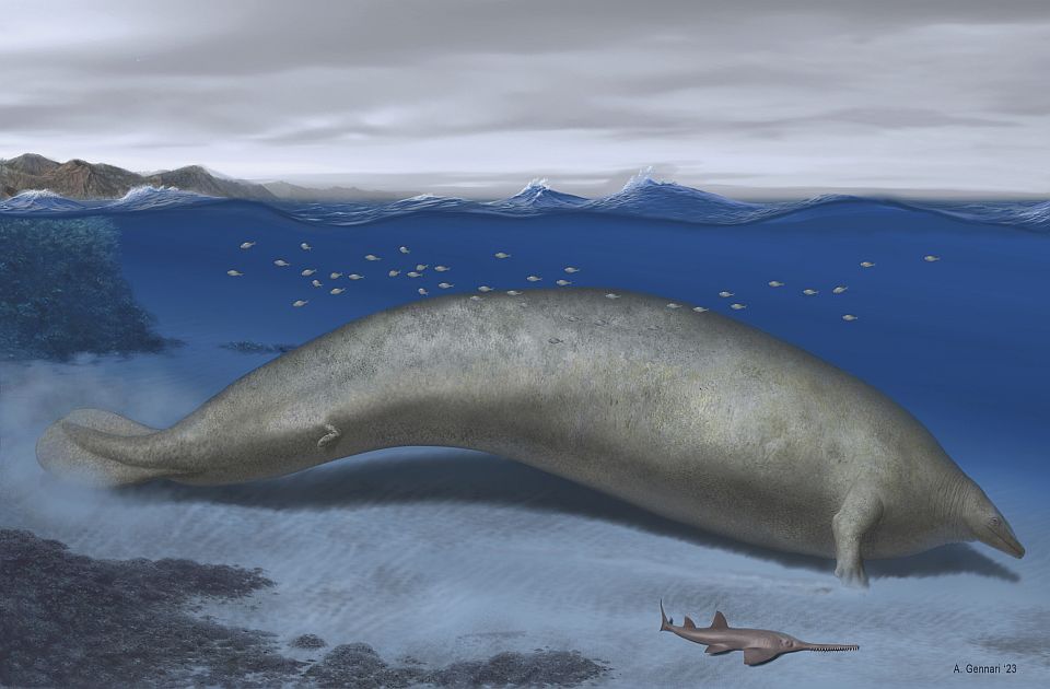 FOTO: Drevni kit pronađen u Peruu možda najteža životinja koja je postojala na Zemlji