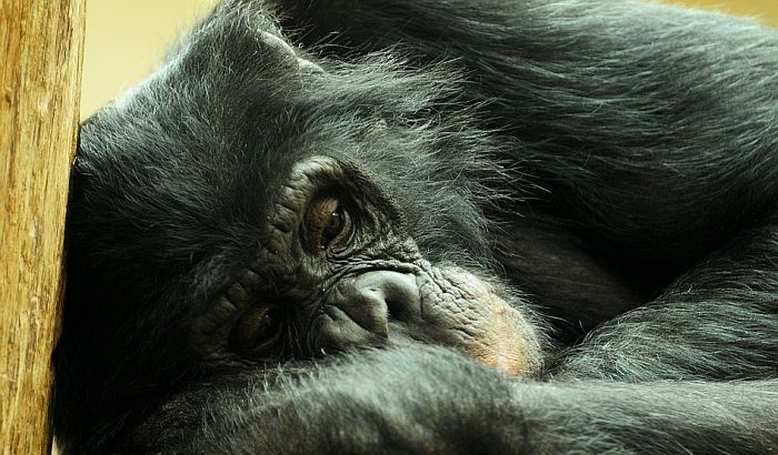 "Kreveti" šimpanzi čistiji od ljudskih