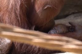 VIDEO: Beba ugrožene vrste orangutana došla na svet u zoo vrtu u Španiji