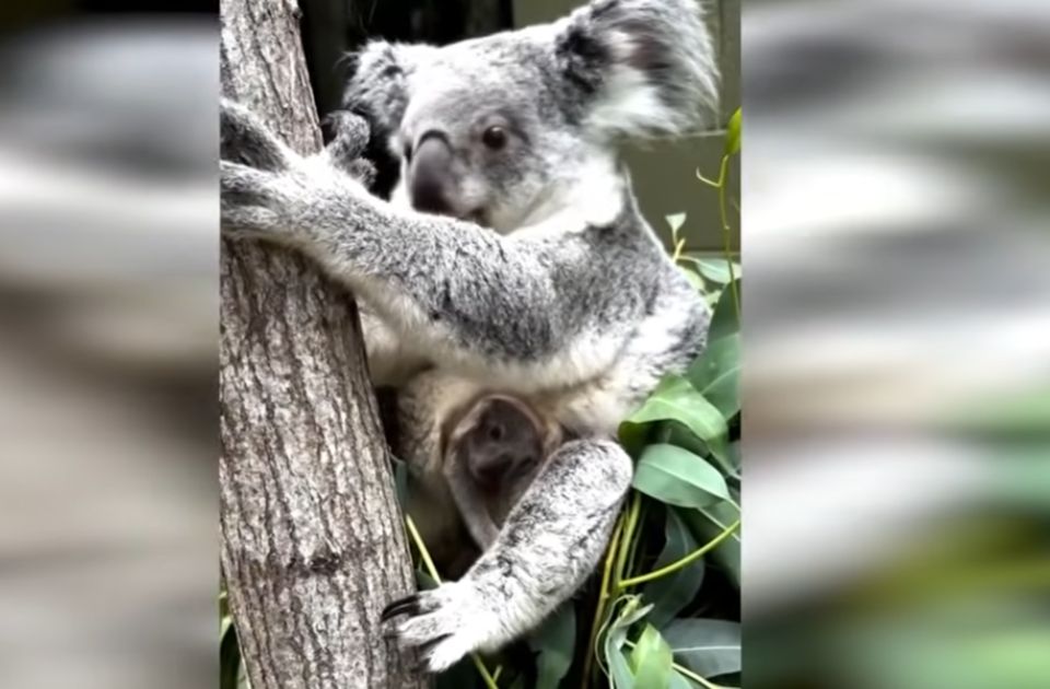 VIDEO: Prva beba koala rođena u zoo vrtu na Floridi - još je u maminoj torbi 
