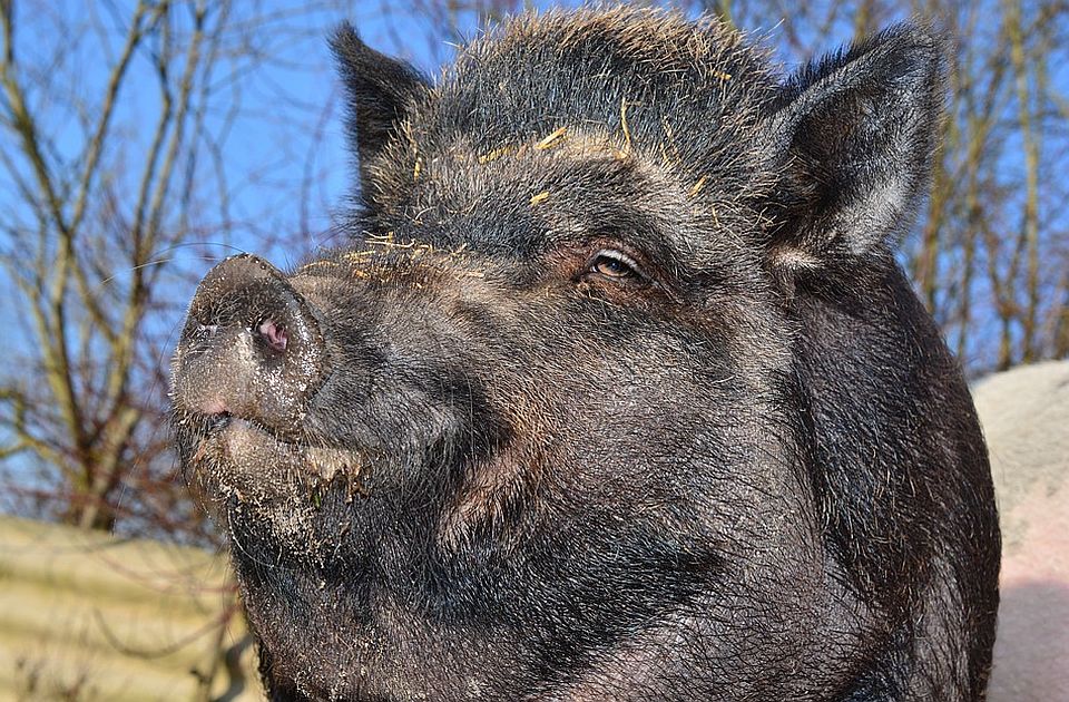 Sudar voza i divljih svinja u Grčkoj