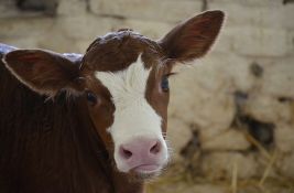 Dva vlasnika farmi već 10 dana prosipaju svoje mleko: Otkazan im otkup, niko ga neće ni besplatno