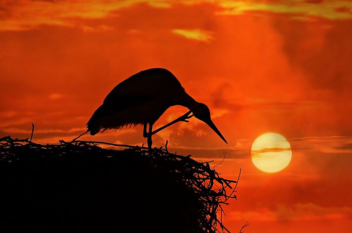 Šest saveta kako da zaštitite gnezda ptica