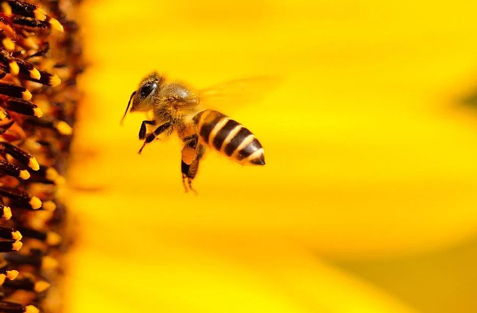 Milioni pčela u Australiji u karantinu zbog smrtonosnog parazita