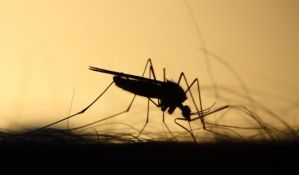 U toku tretmani protiv komaraca, uskoro napad i na krpelje u Novom Sadu