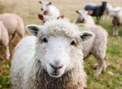 Čobanin kažnjen sa 50.000 dinara jer je čuvao ovce za vreme policijskog časa