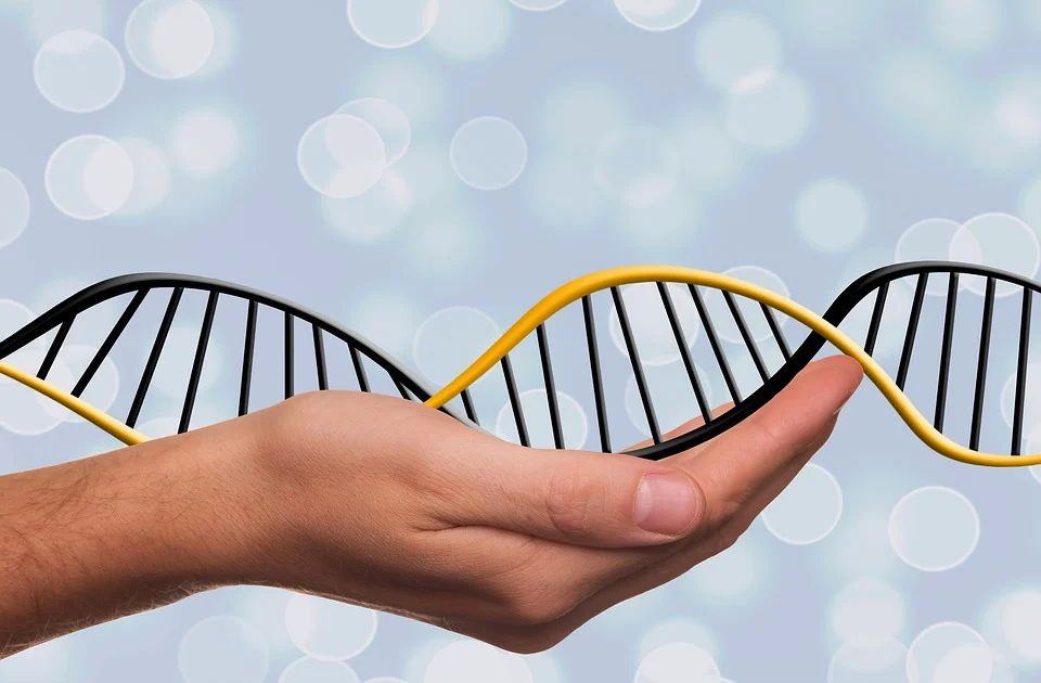 Studija: Hromozom Y polako nestaje, a novi polni gen bi mogao da bude budućnost muškaraca