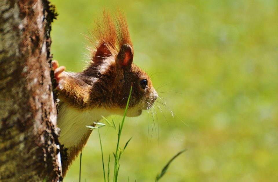 FOTO: Veverica za četiri dana u automobilu sakrila 70 kg oraha