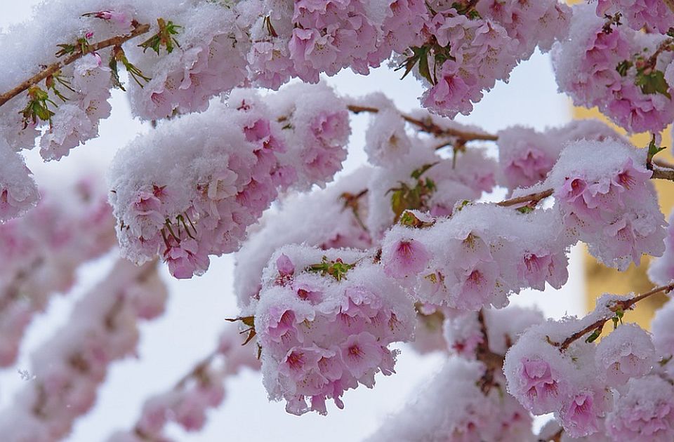 Niske temperature i sneg ugrozili voće koje rano cveta, najviše kajsiju i trešnju